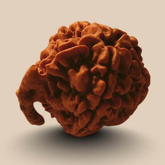 Rudraksha