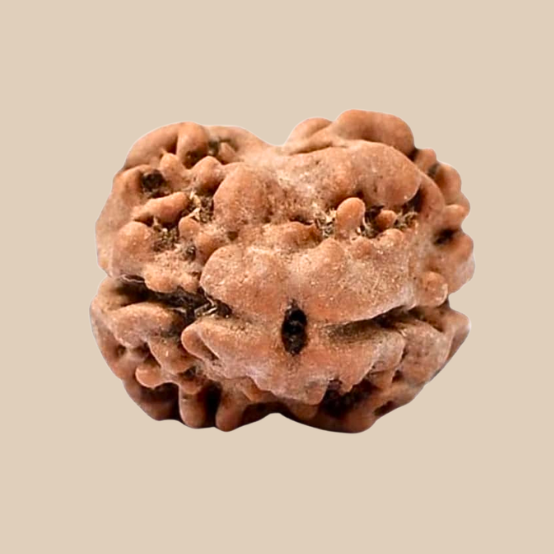 2 Mukhi