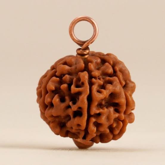 7 Mukhi Nepali Rudraksha