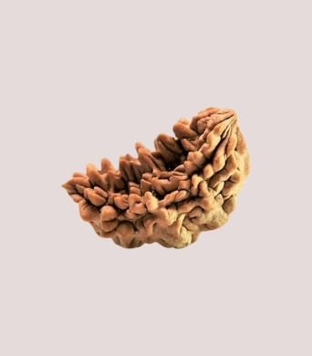 1 Mukhi Kaju Dana
