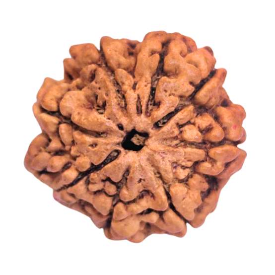 8 Mukhi Nepali Rudraksha