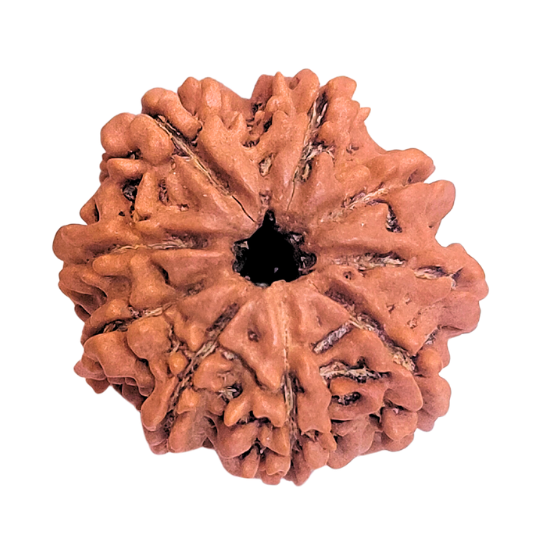 9 Mukhi Nepali Rudraksha