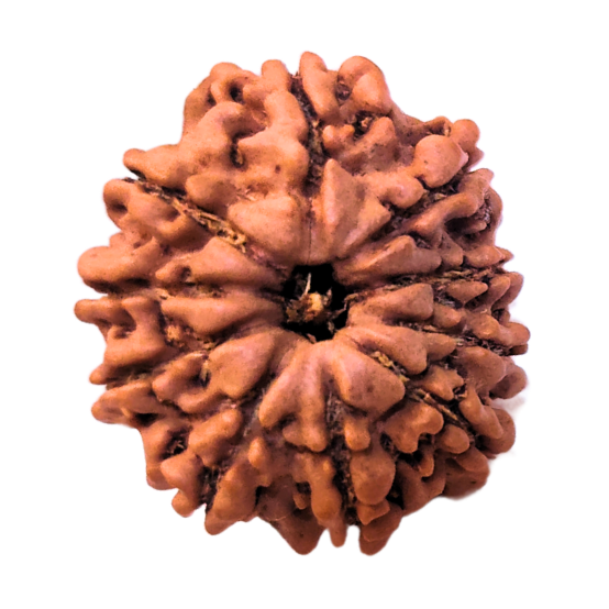 10 Mukhi Nepali Rudraksha