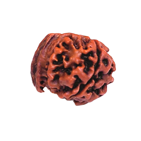 5 Mukhi Nepali Ganesh Rudraksha