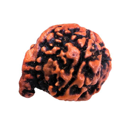 5 Mukhi Nepali Ganesh Rudraksha