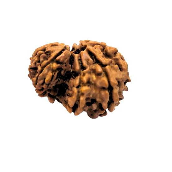 9 Mukhi Garbh Gauri Nepali Rudraksha