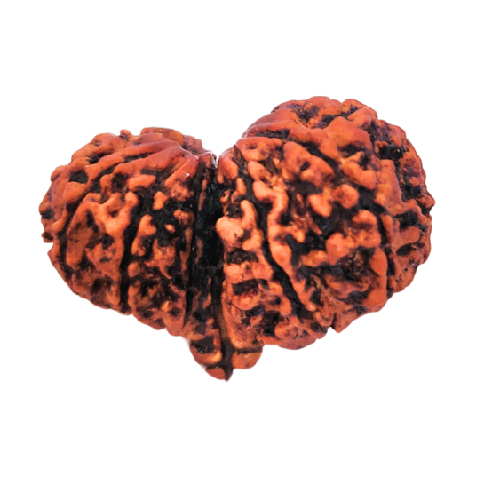 10 Mukhi Gauri Shanker Nepali Rudraksha