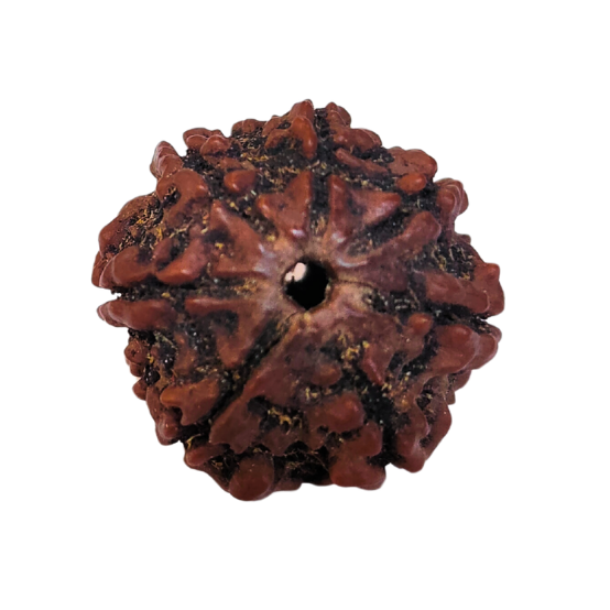 6 Mukhi Nepali Rudraksha