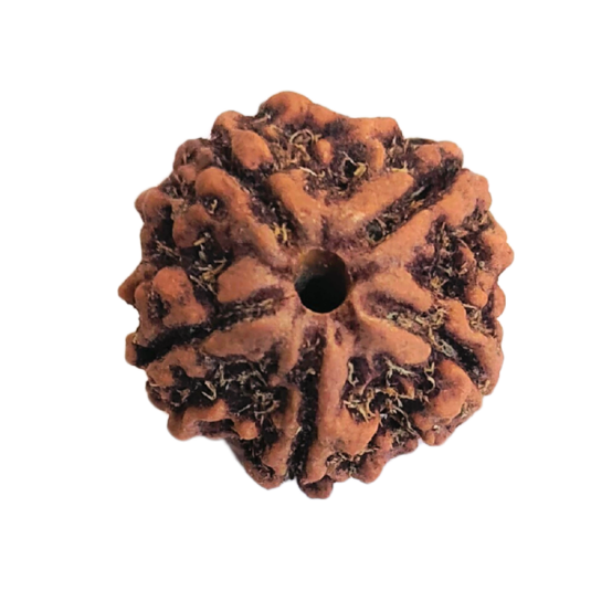 5 Mukhi Nepali Rudraksha