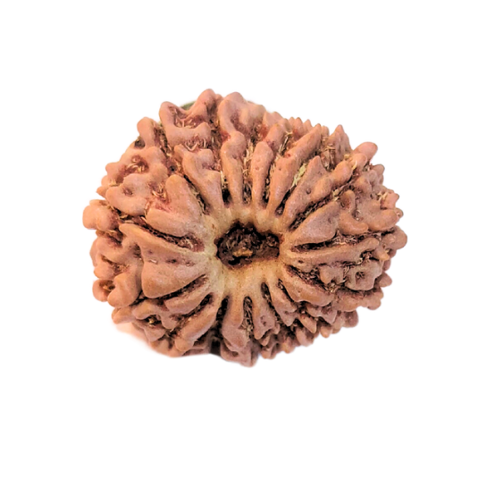 15 Mukhi Nepali Rudraksha