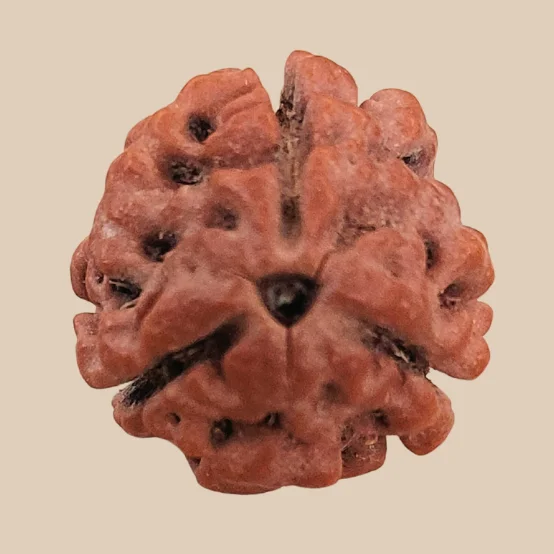 3 Mukhi Nepali Rudraksha
