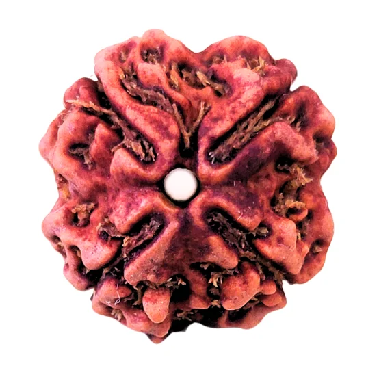 4 Mukhi Nepali Rudraksha