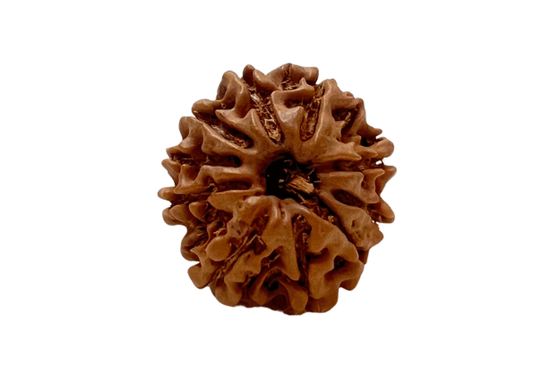 10 Mukhi Nepali Rudraksha