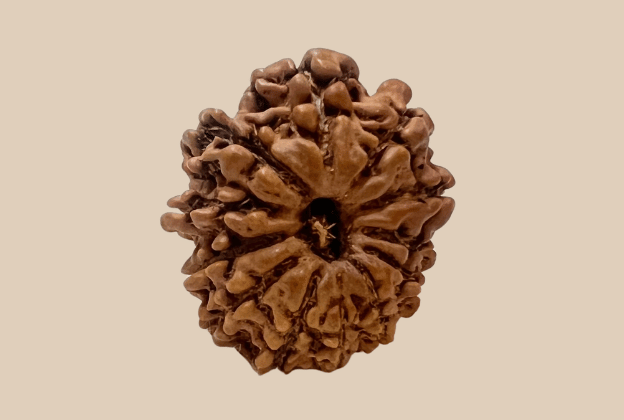 12 Mukhi Nepali Rudraksha