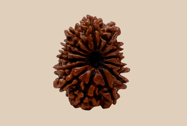14 Mukhi Nepali Rudraksha