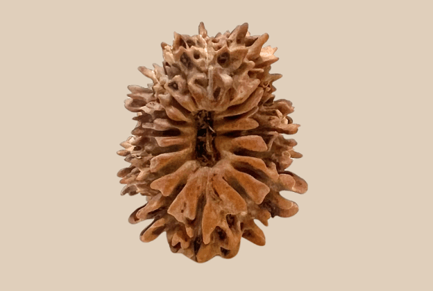 16 Mukhi Nepali Rudraksha