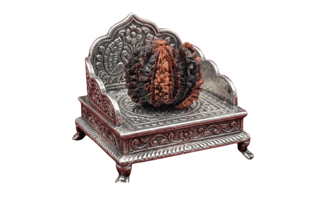 Kamlaksha Rudraksha